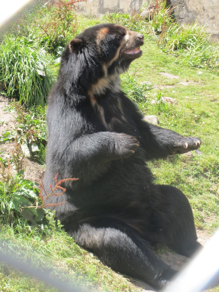 Beautiful spectacled bear at Granja Porcon 